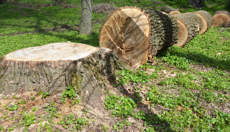 Products For Tree Stump Removals in use