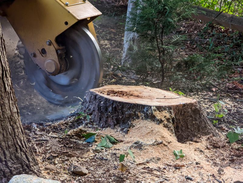 Tree Root Grinding