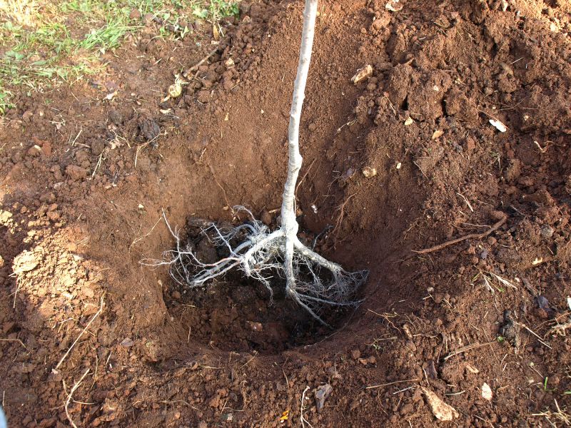 Tree Root Grinding