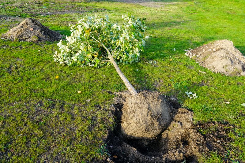 Tree Root Grinding