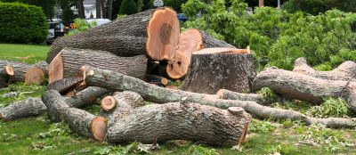 Tree Stump Removal