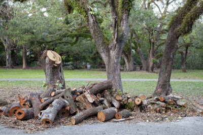 Tree Stump Removal