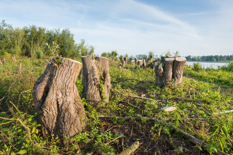 Before and After Stump Removal