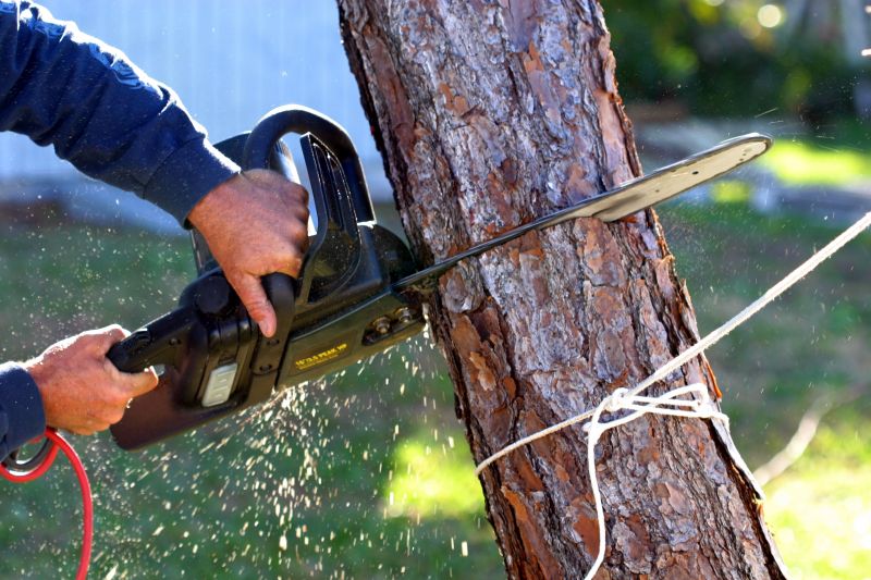 Tree Removal Companies