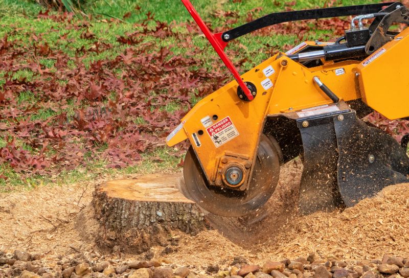 Specialized Stump Grinding Services