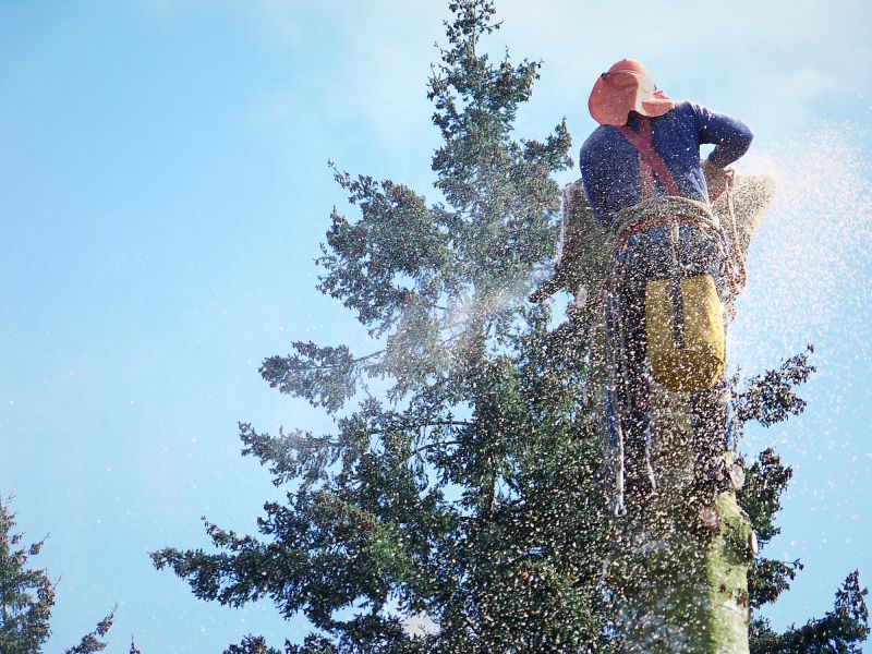 Local Tree Stump Removal pros at work